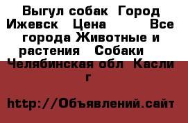 Выгул собак. Город Ижевск › Цена ­ 150 - Все города Животные и растения » Собаки   . Челябинская обл.,Касли г.